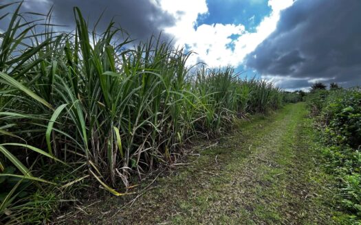 1 Acre Agricultural Land | Grand Bois | PropertyHub